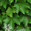 Přísavník trojcípý 'Diamond Mountains' - Parthenocissus tricuspidata 'Diamond Mountains'