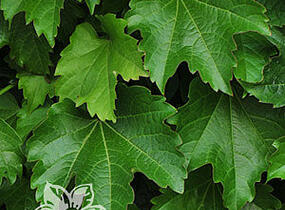 Přísavník trojcípý 'Diamond Mountains' - Parthenocissus tricuspidata 'Diamond Mountains'