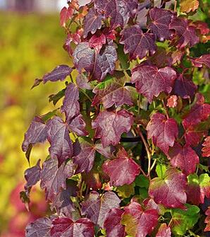 Přísavník trojcípý 'Diamond Mountains' - Parthenocissus tricuspidata 'Diamond Mountains'