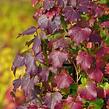 Přísavník trojcípý 'Diamond Mountains' - Parthenocissus tricuspidata 'Diamond Mountains'