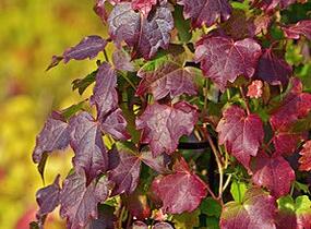 Přísavník trojcípý 'Diamond Mountains' - Parthenocissus tricuspidata 'Diamond Mountains'
