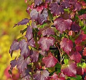 Přísavník trojcípý 'Diamond Mountains' - Parthenocissus tricuspidata 'Diamond Mountains'