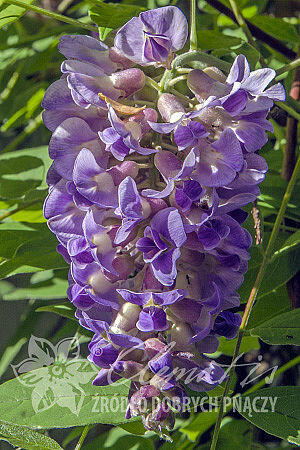 Vistárie americká 'Longwood Purple' - Wisteria frutescens 'Longwood Purple'