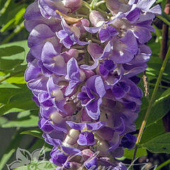 Vistárie americká 'Longwood Purple' - Wisteria frutescens 'Longwood Purple'