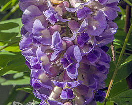 Vistárie americká 'Longwood Purple'