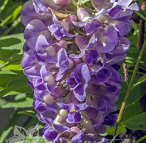 Vistárie americká 'Longwood Purple'
