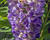 Vistárie americká 'Longwood Purple'