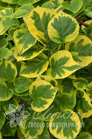 Hortenzie řapíkatá 'Miranda' - Hydrangea anomala subsp. petiolaris 'Miranda'