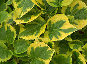 Hortenzie řapíkatá 'Miranda' - Hydrangea anomala subsp. petiolaris 'Miranda'