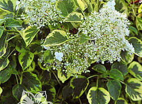 Hortenzie řapíkatá 'Miranda' - Hydrangea anomala subsp. petiolaris 'Miranda'