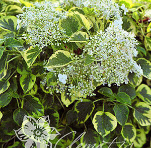 Hortenzie řapíkatá 'Miranda'