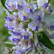 Vistárie 'Blue Moon' - Wisteria macrostachia 'Blue Moon'