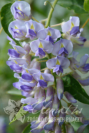 Vistárie 'Blue Moon' - Wisteria macrostachia 'Blue Moon'