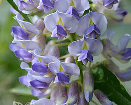 Vistárie 'Blue Moon'