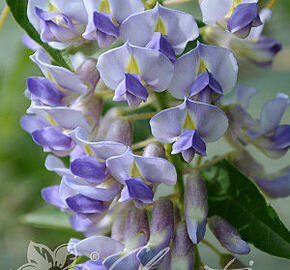 Vistárie 'Blue Moon' - Wisteria macrostachia 'Blue Moon'