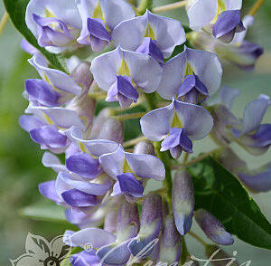 Vistárie 'Blue Moon'