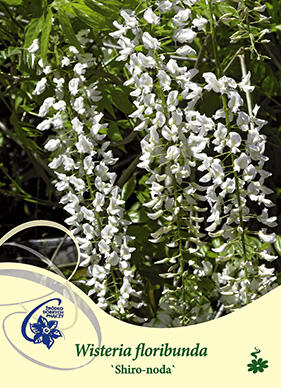 Vistárie květnatá 'Longissima Alba' - Wisteria floribunda 'Longissima Alba'