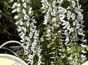 Vistárie květnatá 'Longissima Alba' - Wisteria floribunda 'Longissima Alba'