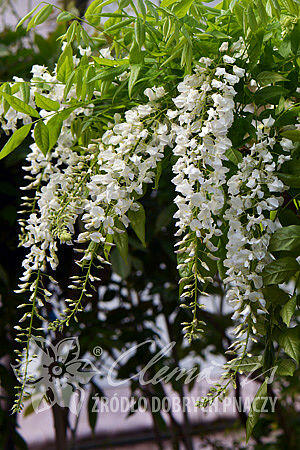 Vistárie květnatá 'Longissima Alba' - Wisteria floribunda 'Longissima Alba'