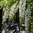 Vistárie květnatá 'Longissima Alba' - Wisteria floribunda 'Longissima Alba'