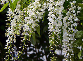 Vistárie květnatá 'Longissima Alba' - Wisteria floribunda 'Longissima Alba'
