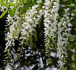 Vistárie květnatá 'Longissima Alba' - Wisteria floribunda 'Longissima Alba'