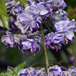 Vistárie květnatá 'Black Dragon' - Wisteria floribunda 'Black Dragon'