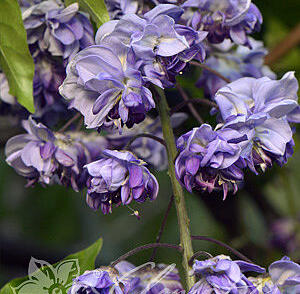 Vistárie květnatá 'Black Dragon'