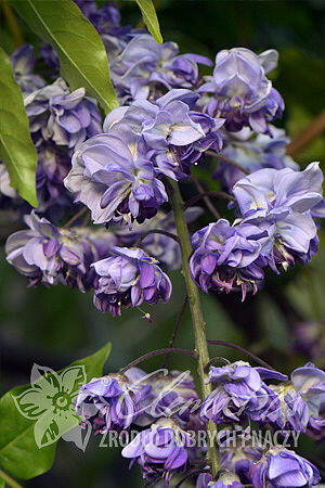 Vistárie květnatá 'Black Dragon' - Wisteria floribunda 'Black Dragon'