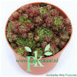 Netřeskovec výběžkatý 'Purpurea' - Jovibarba hirta 'Purpurea'