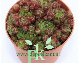 Netřeskovec výběžkatý 'Purpurea'