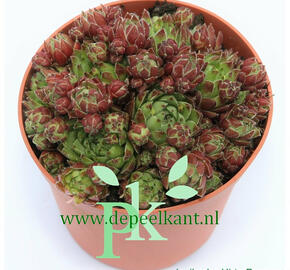 Netřeskovec výběžkatý 'Purpurea' - Jovibarba hirta 'Purpurea'