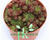 Netřeskovec výběžkatý 'Purpurea'