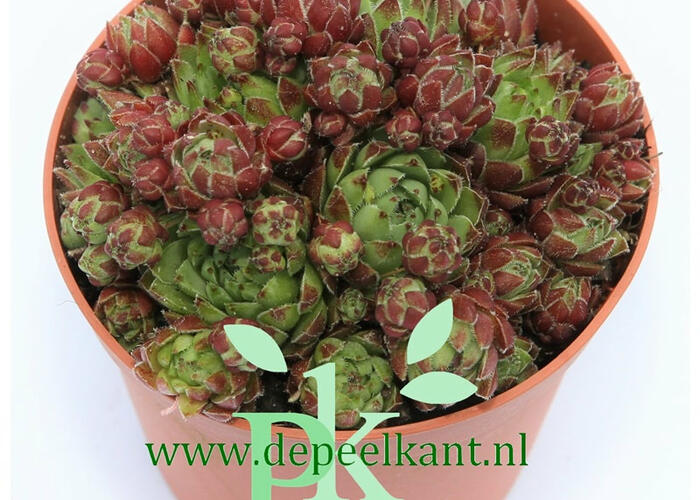 Netřeskovec výběžkatý 'Purpurea' - Jovibarba hirta 'Purpurea'