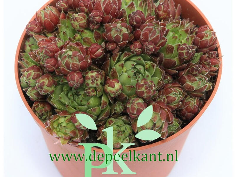 Netřeskovec výběžkatý 'Purpurea' - Jovibarba hirta 'Purpurea'