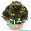 Netřesk 'Black Top' - Sempervivum 'Black Top'