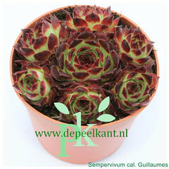 Netřesk 'Guillaumes' - Sempervivum calcareum 'Guillaumes'