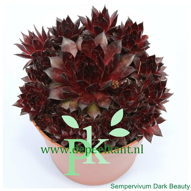 Netřesk 'Dark Beauty' - Sempervivum 'Dark Beauty'