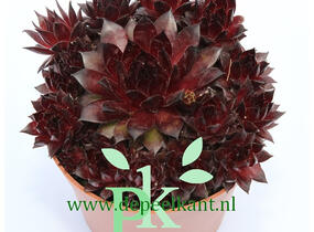 Netřesk 'Dark Beauty' - Sempervivum 'Dark Beauty'