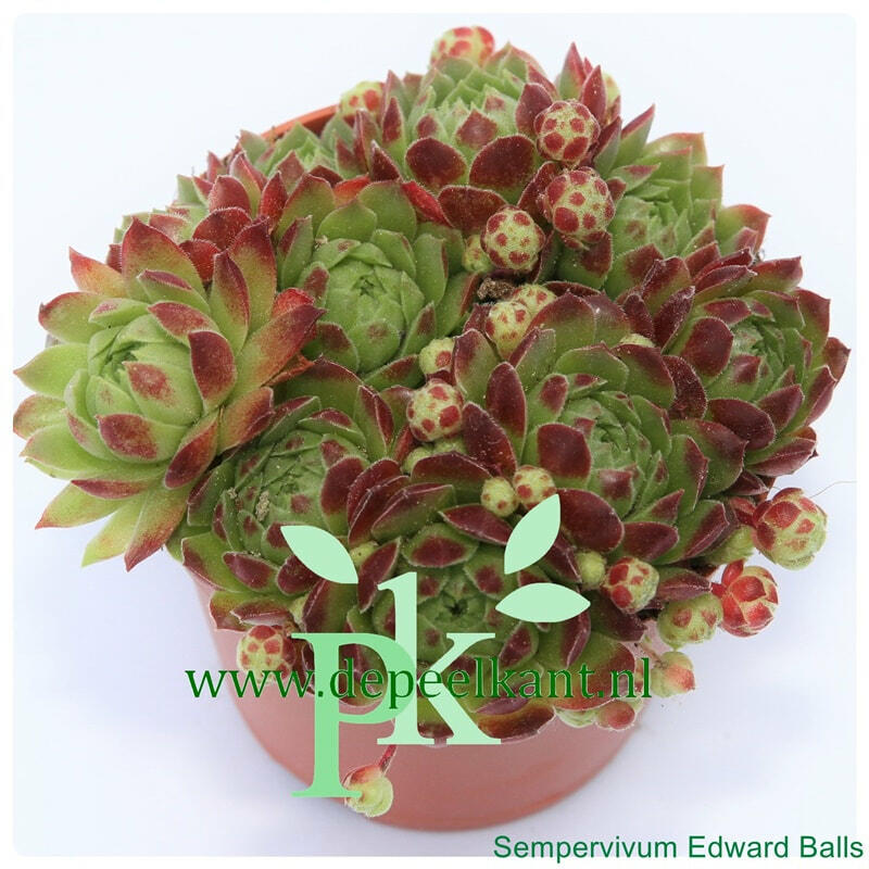 Netřesk 'Edward Balls' - Sempervivum 'Edward Balls'