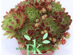 Netřesk 'Edward Balls' - Sempervivum 'Edward Balls'