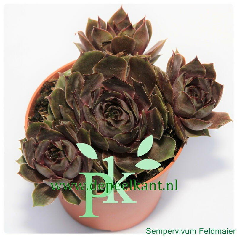 Netřesk 'Feldmaier' - Sempervivum 'Feldmaier'