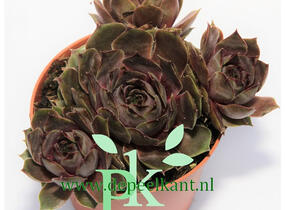 Netřesk 'Feldmaier' - Sempervivum 'Feldmaier'