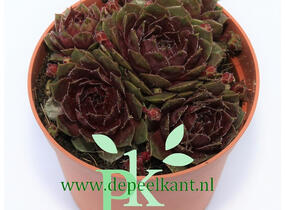Netřesk 'Granat' - Sempervivum 'Granat'