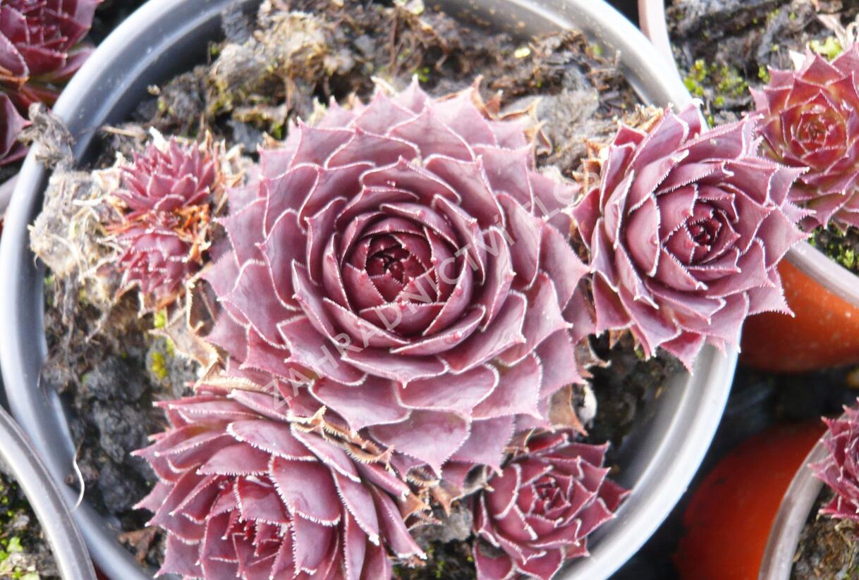 Netřesk 'Granat' - Sempervivum 'Granat'