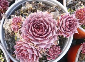 Netřesk 'Granat' - Sempervivum 'Granat'