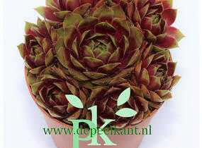 Netřesk 'Gay Kester' - Sempervivum 'Gay Kester'