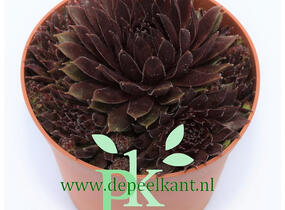 Netřesk 'Jet Stream' - Sempervivum 'Jet Stream'