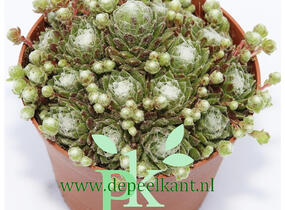 Netřesk 'Jubilee' - Sempervivum 'Jubilee'