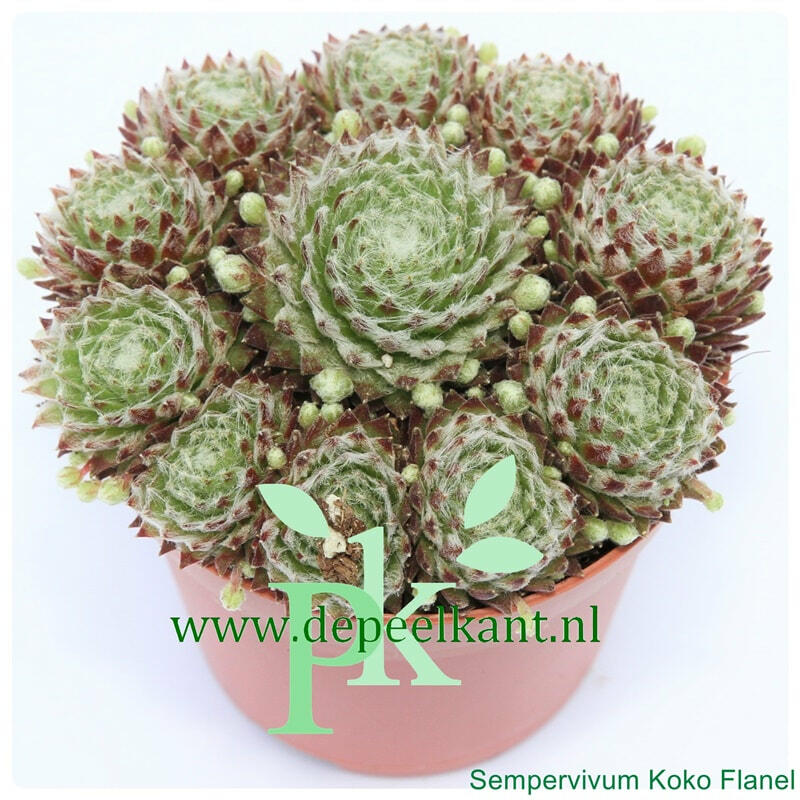 Netřesk 'Koko Flanel' - Sempervivum 'Koko Flanel'